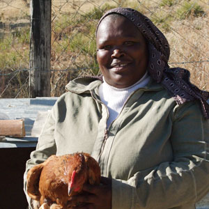 Chicken-masootho-points-300x300-uk