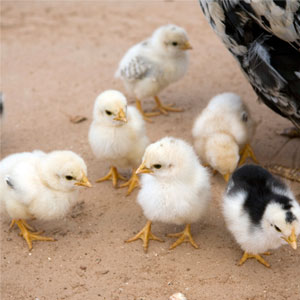 Heifer-chicks