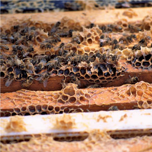 Heifer-bees