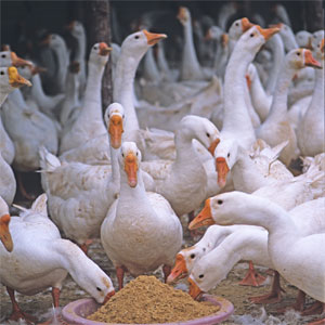 Heifer-geese-2