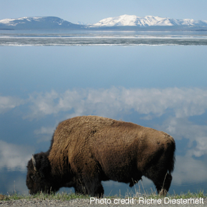 National-wildlife-bison