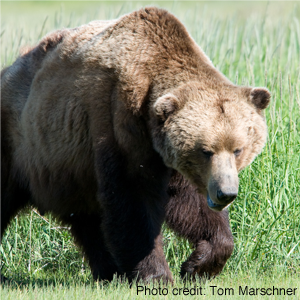National-wildlife-grizzly