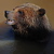 Our Disappearing Grizzlies