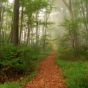 Into the Woods!