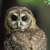 The Fate of the Spotted Owl