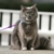 Attention Cat Haters: Get a Cat