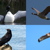 Vote for Canada's National Bird