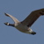 The Canada Goose