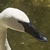The Trumpeter Swan