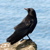 The Short-Beaked Crow