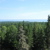 Protecting Canada's Boreal Forest