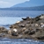 A New Plan to Kill More Seals