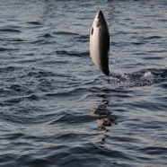 Salmon