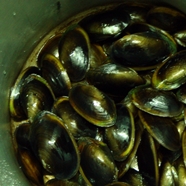 New England Clam Boil
