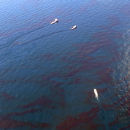 Oil Slick