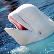 Beluga whale