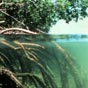 Mangrove roots water