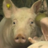 Poor sad piggy