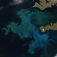 Phytoplankton