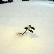 Resilience
