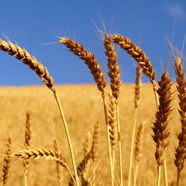 Undulating Wheat