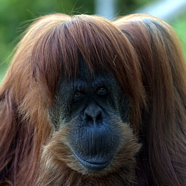 Adorable Orangutan