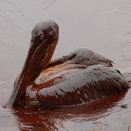 Oil