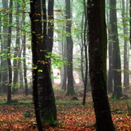 Trees