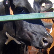 Reproachful cow