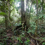 Amazon rainforest