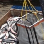 Fishing for Proof