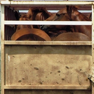 Horses in a trailer