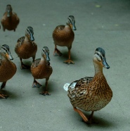 ducks
