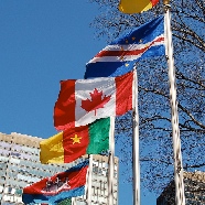 UN flags