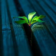plant growing