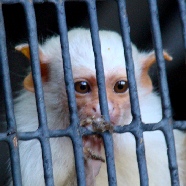Monkey in cage