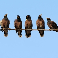 Twitter