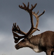 Caribou
