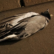 dead bird