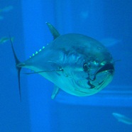 Bluefin tuna