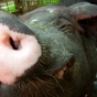 Finding the Funny in Swine Flu