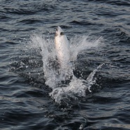 salmon