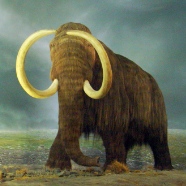 Woolly Mammoth
