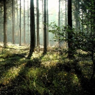 Forests