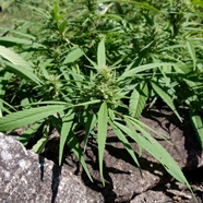 mary jane