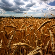 wheat