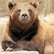 Grizzlies
