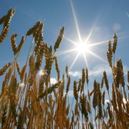 agriculture