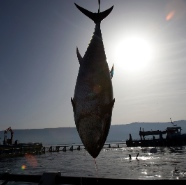 bluefin tuna