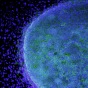 stem cells